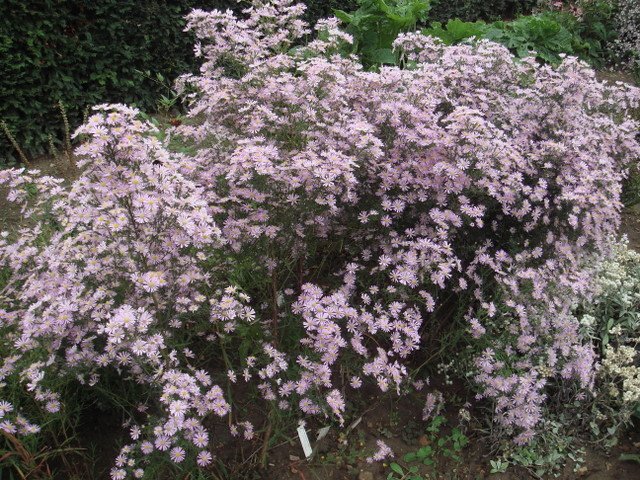 Aster ericoides 'Pink Star'